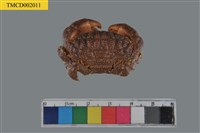 藏品(絨毛仿銀杏蟹)的圖片